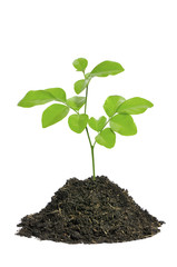Young plant on a white background