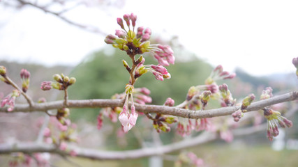 桜の蕾