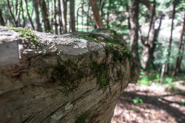 Close up of Moss on a Tree