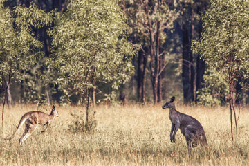 Kangaroos Lurking