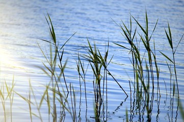 Green High Grass growing from the blue water of lake