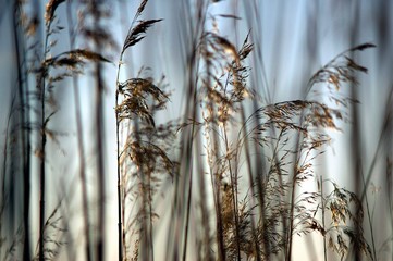 Dry High Grass with blue sky as a background