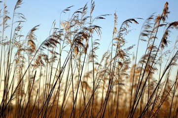 Dry High Grass with blue sky as a background
