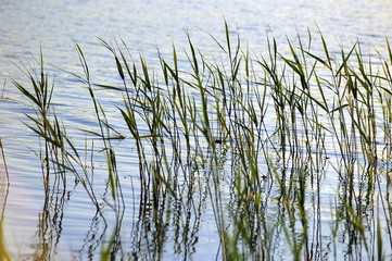 Green High Grass growing from the blue water of lake