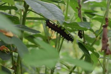Caterpillars that shelter under the leaves avoid the heat of the sun