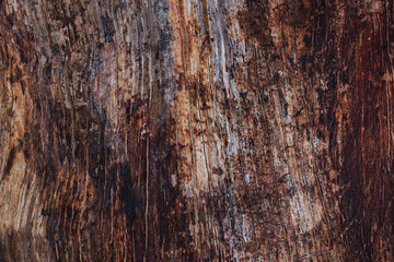 Obraz premium close up of Tree texture, selective focus (detailed close-up shot) 