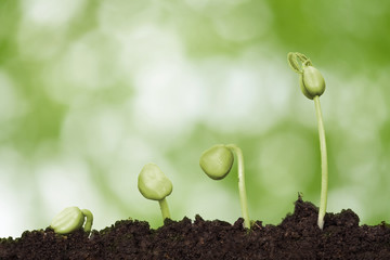 stock image of the small plant growing with night sky