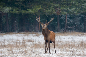 Naklejka na ściany i meble Great adult noble red deer with big beautiful horns on snowy field on forest background. European wildlife landscape with snow and deer with big antlers. Portrait of Deer. Desired trophy for hunters.