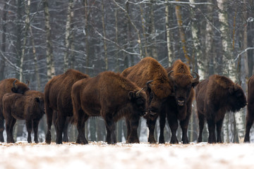 Herd of aurochs standing on the winter field. Several large brown bison on the forest background.Some bulls with big horns on the forest background.Bison Heard.Belarus,Bialowieza.Poland