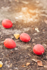 Ripe Betel Nuts on the ground