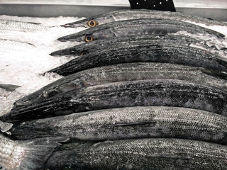 Group of Fresh Barracuda on Ice