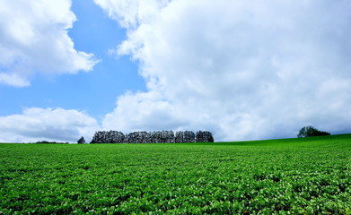 Naklejka na ściany i meble Deciduous forest of Biei, Hokkaido