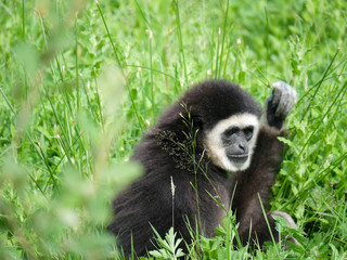 Gibbon
