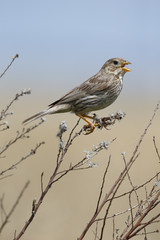 Corn bunting, Emberiza calandra