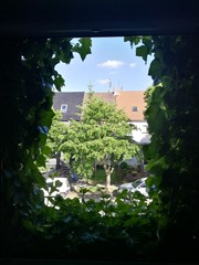Widok z okna zarośniętego bluszczem. © konik60