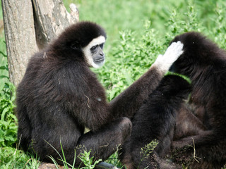 Obraz premium Gibbon