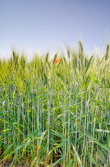 Grano in primo piano