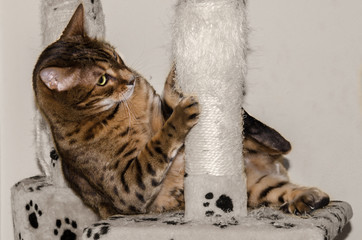 Ein Bengal Kater beim Spielen auf dem Kratzbaum