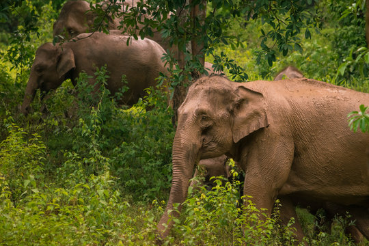 Herd of elephants in Kui Buri National Park, Thailand.