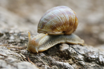 Helix pomatia, common names the Burgundy snail, Roman snail, edible snail or escargot