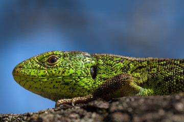 Reptile shot close-up.Nimble green lizard ( Lacerta viridis, Lacerta agilis ) closeup, basking...