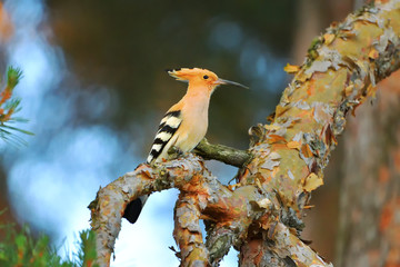 hoopoe bird in natural habitat (upupa epops)