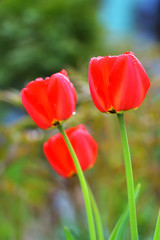 Soft and blur conception. Beautiful red tulips close-up blooming in the garden