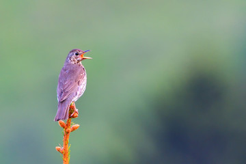 Song thrush (Turdus philomelos) singing on a Spring morning