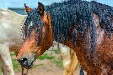 Portrait of a horse on a ranch 
