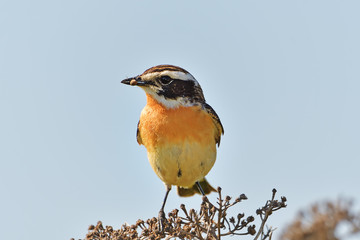 Whinchat. Saxicola rubetra. Male. Spring.