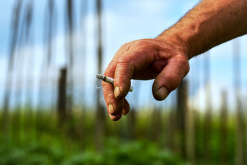 cigarette in a hand closeup
