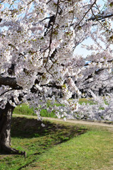 満開の桜と散歩道