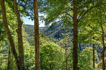 Fototapeta premium French countryside - Vosges. A forest in the evening in the Vosges mountains