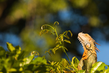 The Lord of the Canopy