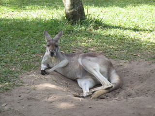 kangourou
