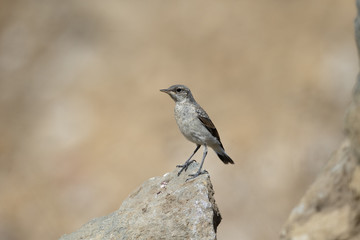 Northern wheatear, Oenanthe oenanthe