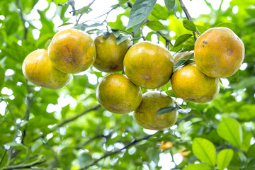 Closeup of ripe Tangerines hanging from branches, fresh ripe fruits are pink in the harvest. This is a specialty fruit in the West of Vietnam