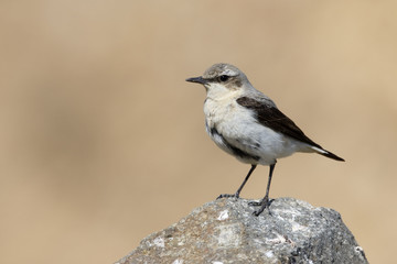 Northern wheatear, Oenanthe oenanthe