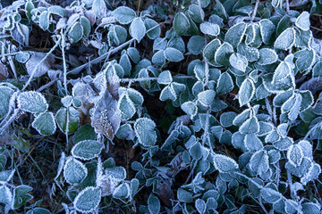Background. Leaves deep-frozen and covered by frost.
