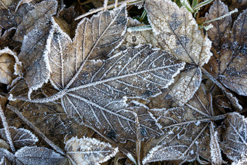 Old leaves deep-frozen and covered by frost.