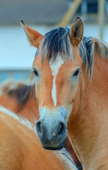 Obraz premium Portrait of a horse on a ranch 