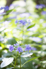 紫陽花