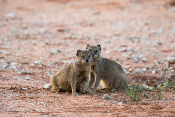 Yellow Mongoose