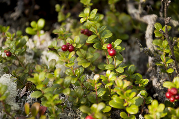 Red ripe cowberry in the green forest