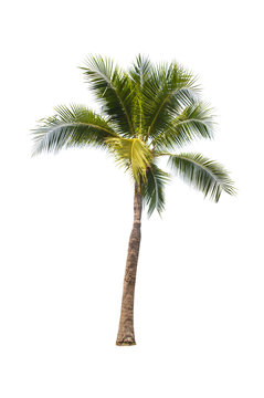Coconut tree on white background 
