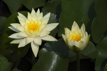 Yellow lotus in the pond