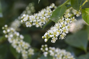 White blooming flowers.