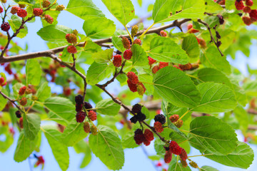 mulberry