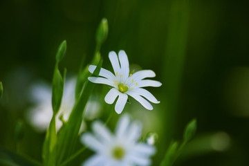 Small white wild flowers, close-up