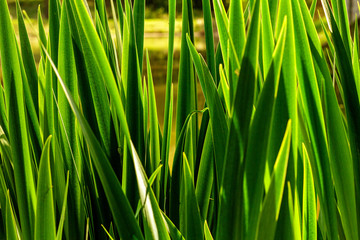 Swamp with reeds closeup in dawn light